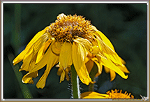 Arnica